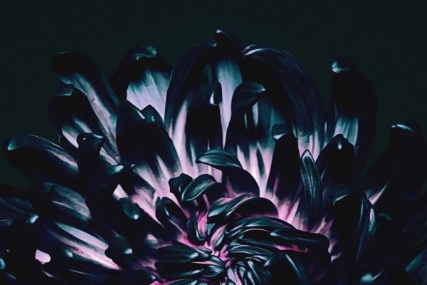 The Contortionist - Our Bones EP Cover Artwork